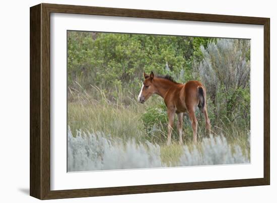 Mustangs of the Badlands-1630-Gordon Semmens-Framed Photographic Print