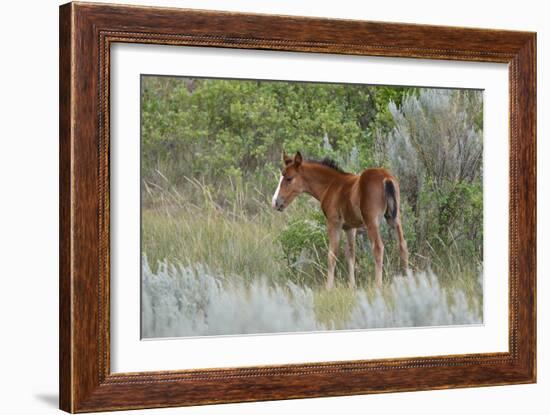 Mustangs of the Badlands-1630-Gordon Semmens-Framed Photographic Print