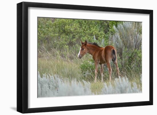 Mustangs of the Badlands-1630-Gordon Semmens-Framed Photographic Print