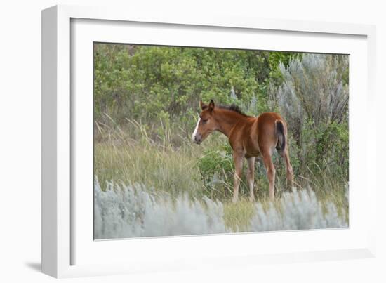 Mustangs of the Badlands-1630-Gordon Semmens-Framed Photographic Print