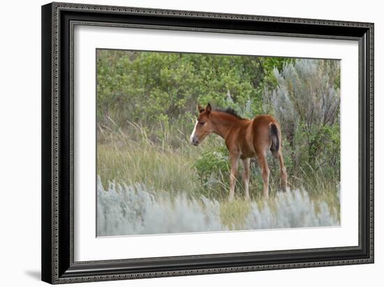 Mustangs of the Badlands-1630-Gordon Semmens-Framed Photographic Print