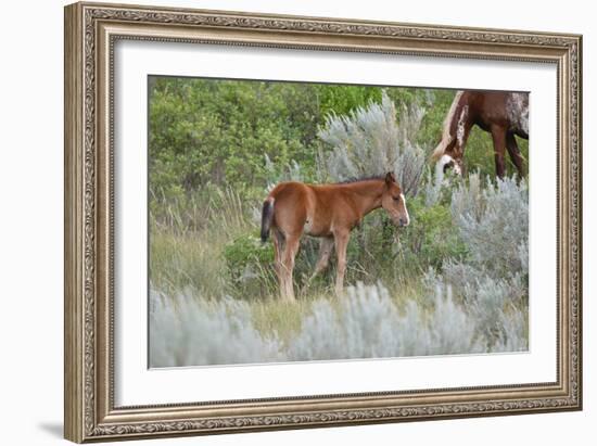 Mustangs of the Badlands-1631-Gordon Semmens-Framed Photographic Print