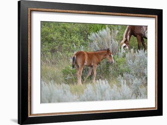 Mustangs of the Badlands-1631-Gordon Semmens-Framed Photographic Print