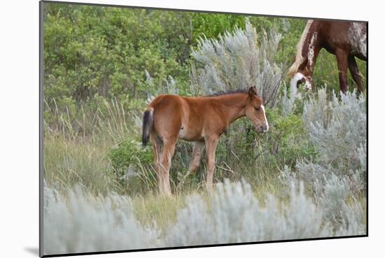 Mustangs of the Badlands-1631-Gordon Semmens-Mounted Photographic Print