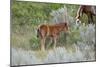 Mustangs of the Badlands-1631-Gordon Semmens-Mounted Photographic Print