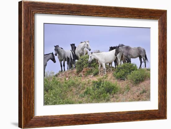 Mustangs of the Badlands-1636-Gordon Semmens-Framed Photographic Print