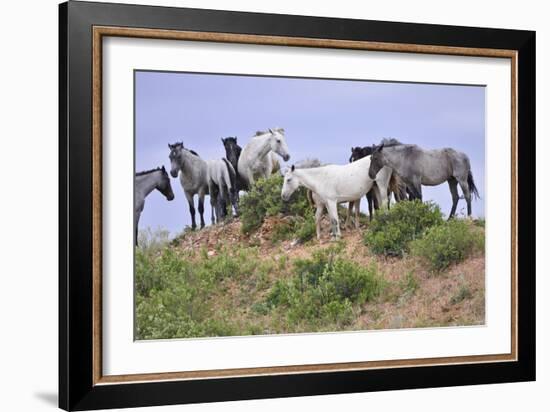 Mustangs of the Badlands-1636-Gordon Semmens-Framed Photographic Print