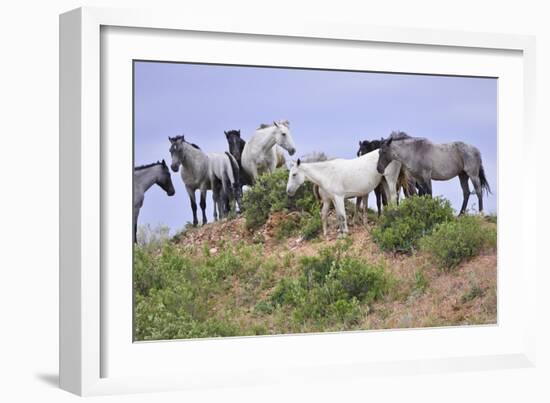 Mustangs of the Badlands-1636-Gordon Semmens-Framed Photographic Print