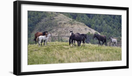 Mustangs of the Badlands-1711-Gordon Semmens-Framed Photographic Print