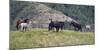 Mustangs of the Badlands-1711-Gordon Semmens-Mounted Photographic Print