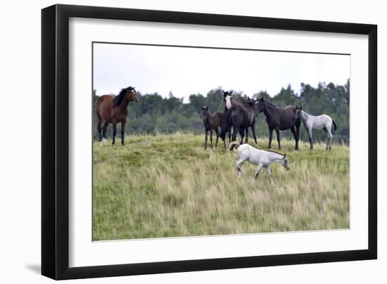 Mustangs of the Badlands-1723-Gordon Semmens-Framed Photographic Print