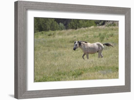 Mustangs of the Badlands-1742-Gordon Semmens-Framed Photographic Print