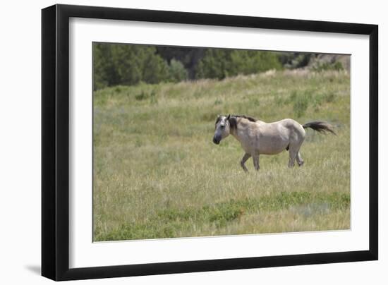 Mustangs of the Badlands-1742-Gordon Semmens-Framed Photographic Print