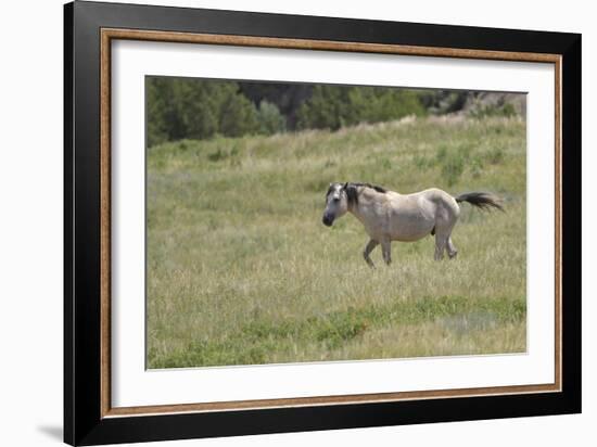 Mustangs of the Badlands-1742-Gordon Semmens-Framed Photographic Print