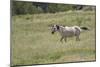 Mustangs of the Badlands-1742-Gordon Semmens-Mounted Photographic Print