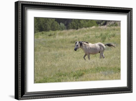 Mustangs of the Badlands-1742-Gordon Semmens-Framed Photographic Print