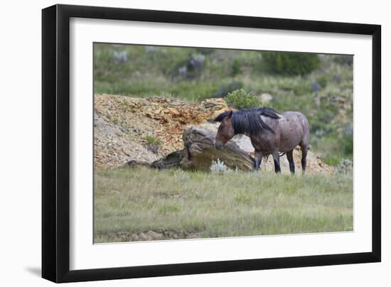 Mustangs of the Badlands-1760-Gordon Semmens-Framed Photographic Print