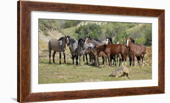 Mustangs of the Badlands-1789-Gordon Semmens-Framed Photographic Print