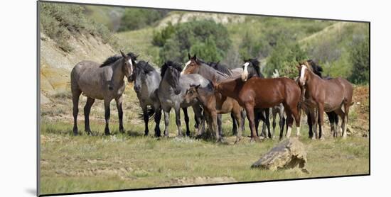 Mustangs of the Badlands-1789-Gordon Semmens-Mounted Photographic Print