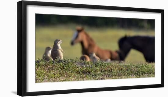 Mustangs of the Badlands-1859-Gordon Semmens-Framed Photographic Print