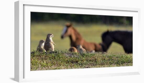 Mustangs of the Badlands-1859-Gordon Semmens-Framed Photographic Print