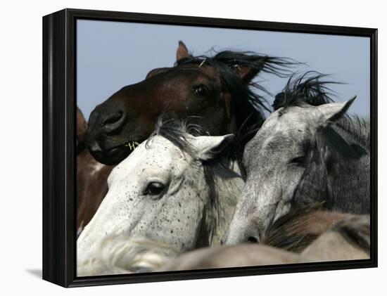 Mustangs Savior-Ann Heisenfelt-Framed Premier Image Canvas