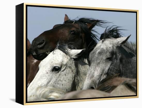 Mustangs Savior-Ann Heisenfelt-Framed Premier Image Canvas