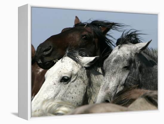 Mustangs Savior-Ann Heisenfelt-Framed Premier Image Canvas