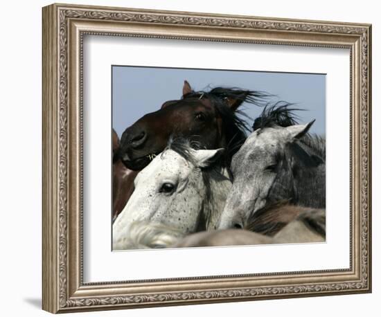 Mustangs Savior-Ann Heisenfelt-Framed Photographic Print