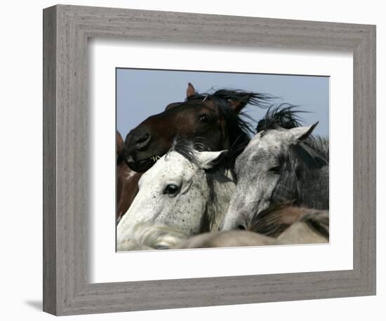 Mustangs Savior-Ann Heisenfelt-Framed Photographic Print