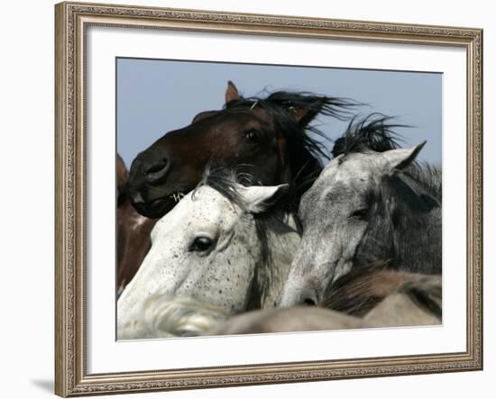 Mustangs Savior-Ann Heisenfelt-Framed Photographic Print