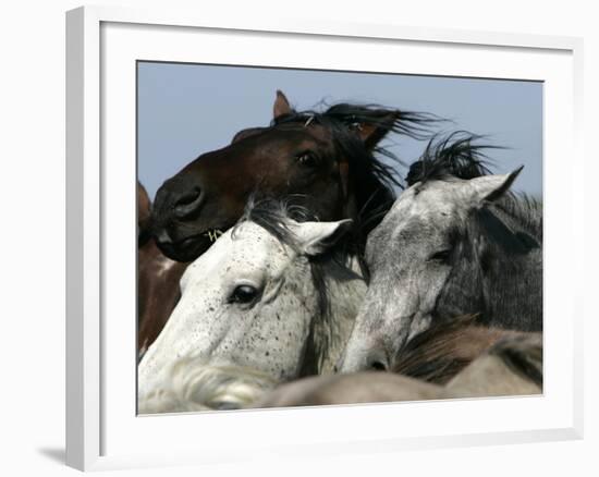 Mustangs Savior-Ann Heisenfelt-Framed Photographic Print