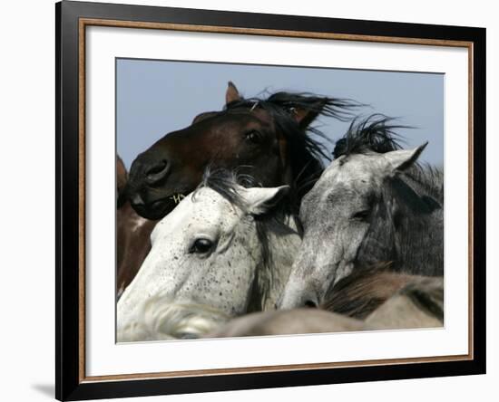 Mustangs Savior-Ann Heisenfelt-Framed Photographic Print