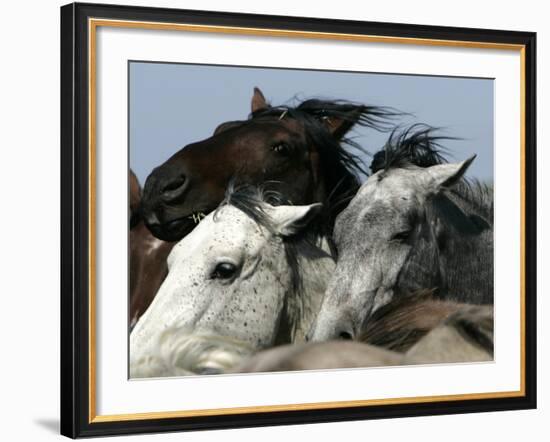 Mustangs Savior-Ann Heisenfelt-Framed Photographic Print