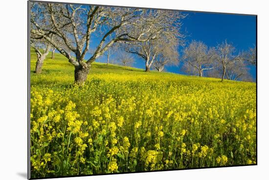 Mustard Factory II-Mark Geistweite-Mounted Photographic Print