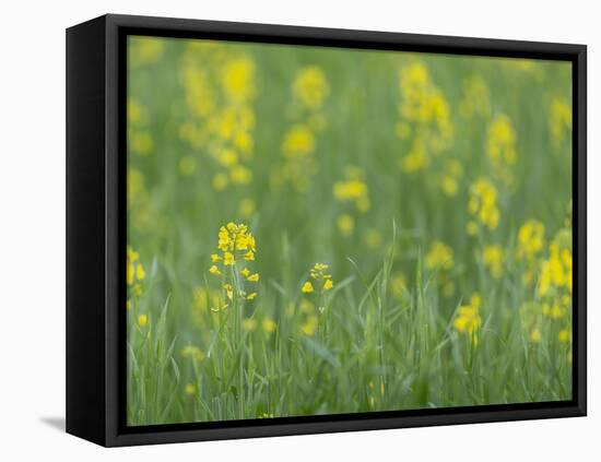 Mustard fields, Ohio.-Maresa Pryor-Framed Premier Image Canvas