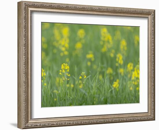 Mustard fields, Ohio.-Maresa Pryor-Framed Photographic Print