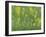 Mustard fields, Ohio.-Maresa Pryor-Framed Photographic Print