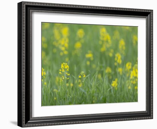 Mustard fields, Ohio.-Maresa Pryor-Framed Photographic Print