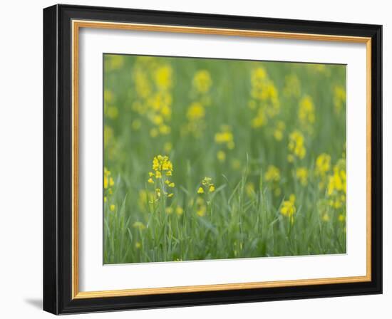 Mustard fields, Ohio.-Maresa Pryor-Framed Photographic Print