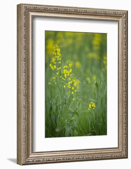 Mustard fields, Ohio.-Maresa Pryor-Framed Photographic Print