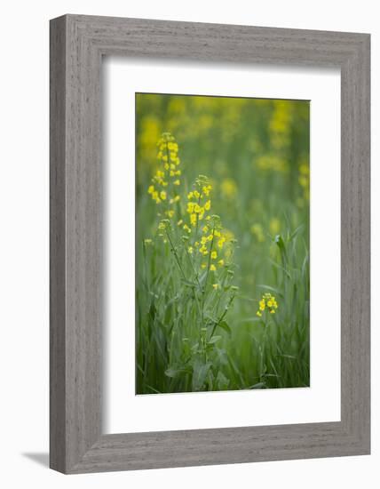 Mustard fields, Ohio.-Maresa Pryor-Framed Photographic Print