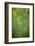 Mustard fields, Ohio.-Maresa Pryor-Framed Photographic Print