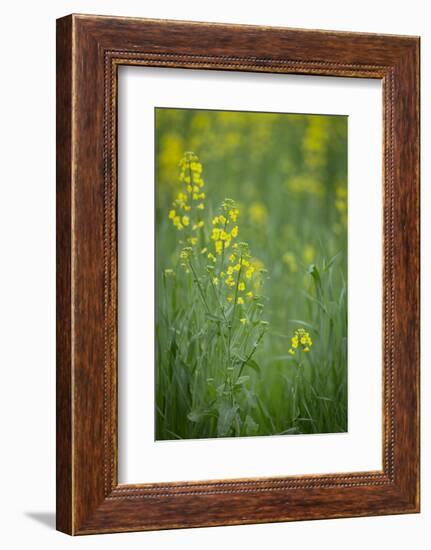 Mustard fields, Ohio.-Maresa Pryor-Framed Photographic Print