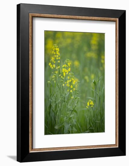 Mustard fields, Ohio.-Maresa Pryor-Framed Photographic Print