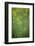 Mustard fields, Ohio.-Maresa Pryor-Framed Photographic Print