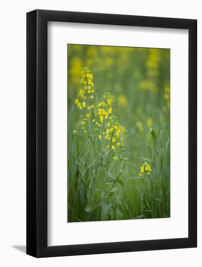 Mustard fields, Ohio.-Maresa Pryor-Framed Photographic Print