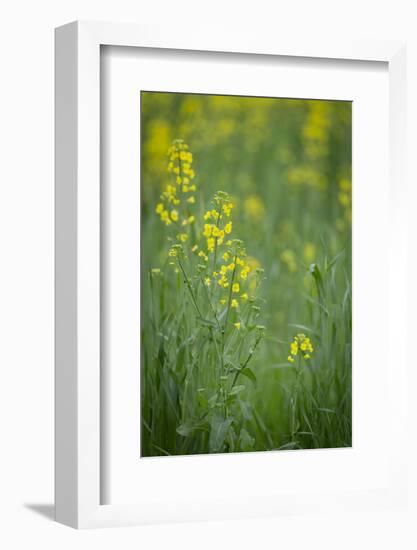 Mustard fields, Ohio.-Maresa Pryor-Framed Photographic Print