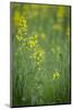 Mustard fields, Ohio.-Maresa Pryor-Mounted Photographic Print