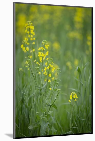 Mustard fields, Ohio.-Maresa Pryor-Mounted Photographic Print